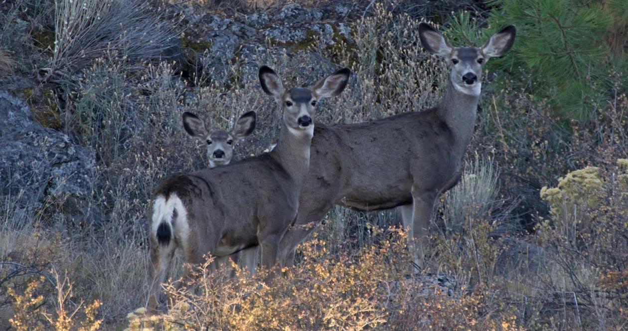 Idaho deer elk survival rates h1