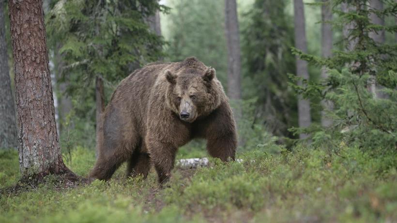 Idaho residents: the grizzly bear application period is open