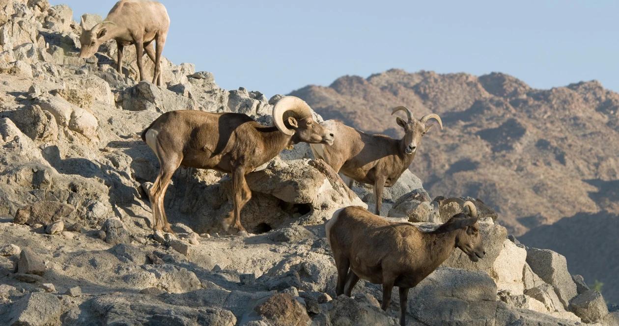 Nevada bighorn sheep reintroduction h1