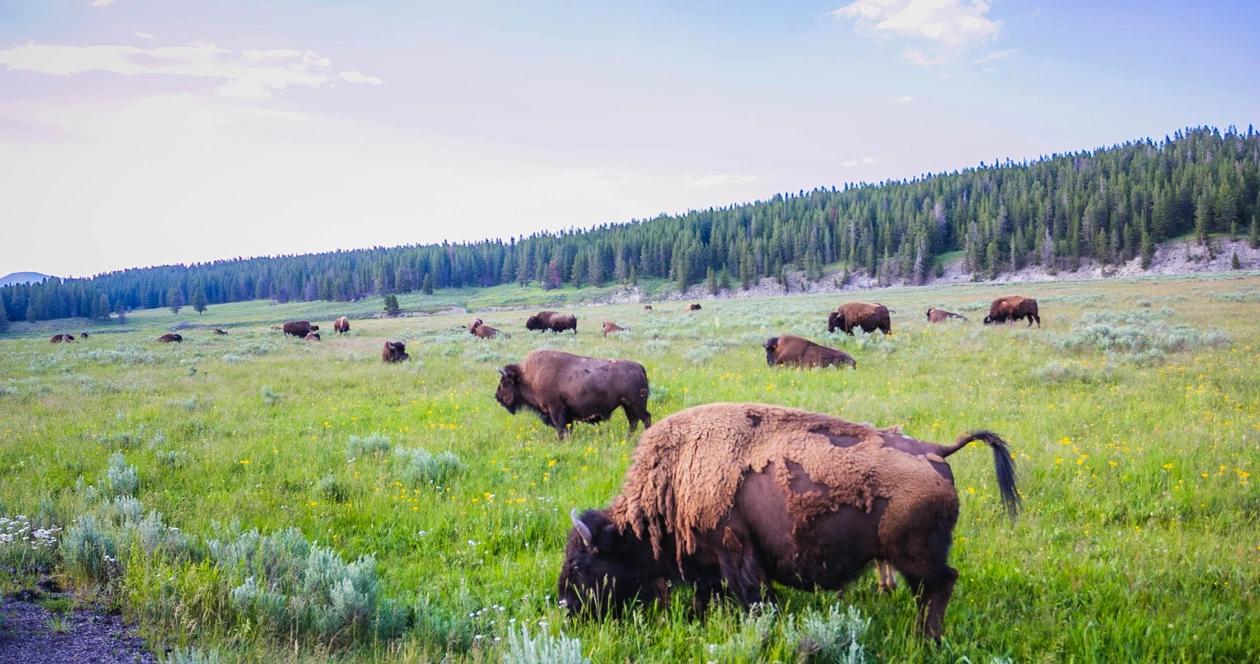 Yellowstone bison h1