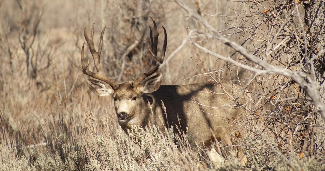 Montana mule deer h1_13