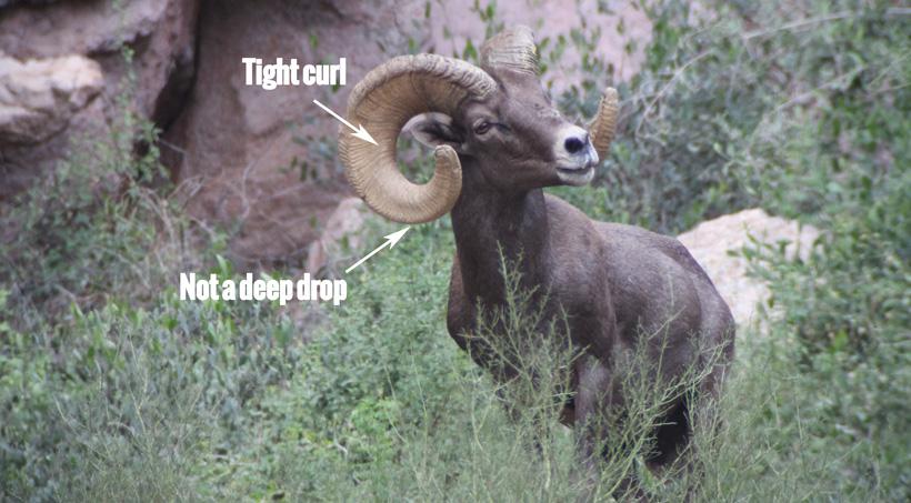 Fc ram negative remarks on his horns