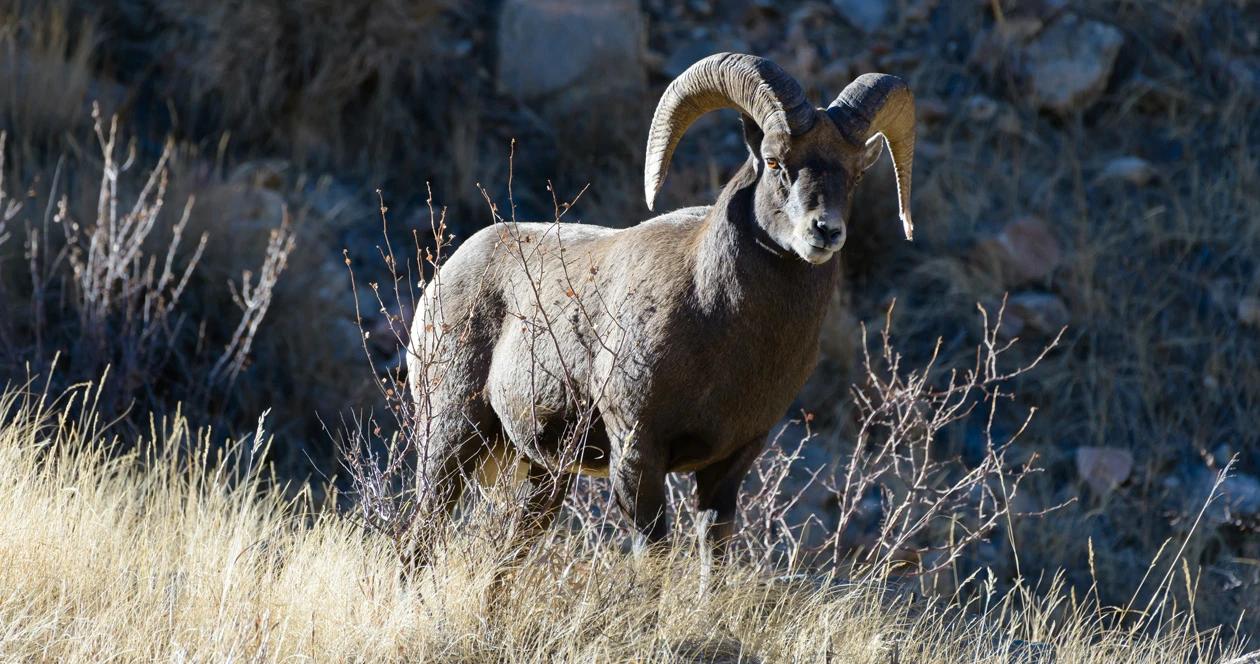 Colorado bighorn sheep 1