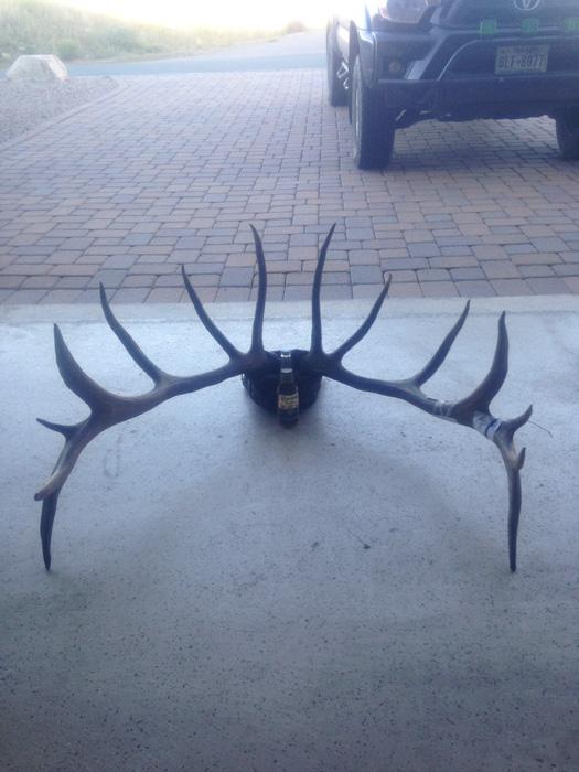 New Mexico bull Elk antlers