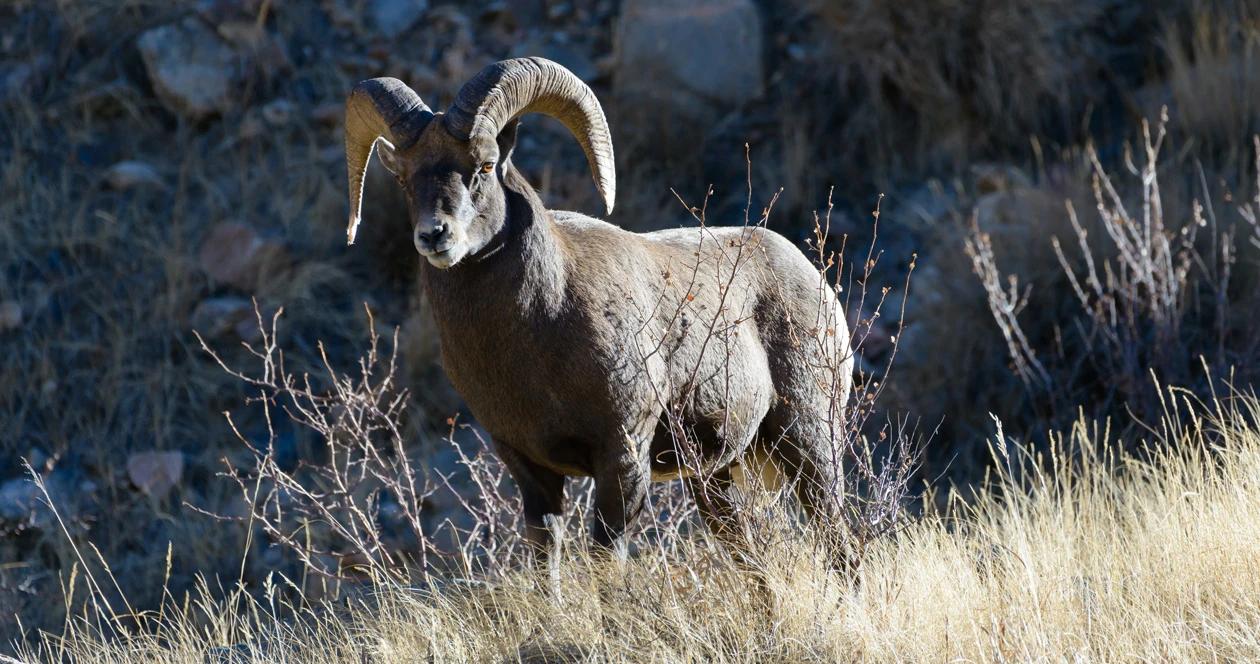 Bighorn sheep wy h1