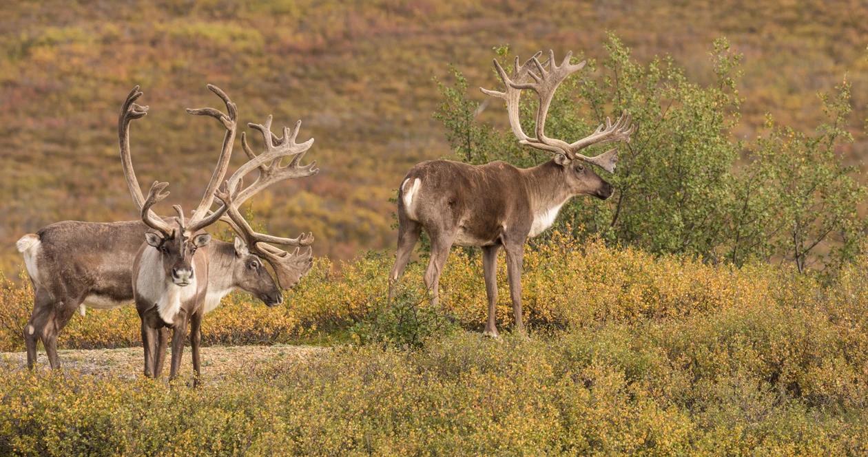 Alaska caribou closure 1