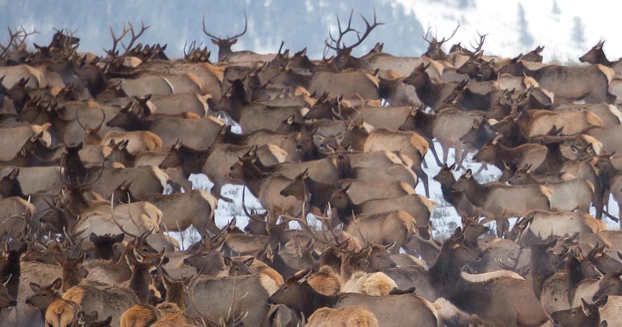 Wyoming elk feedgrounds 1