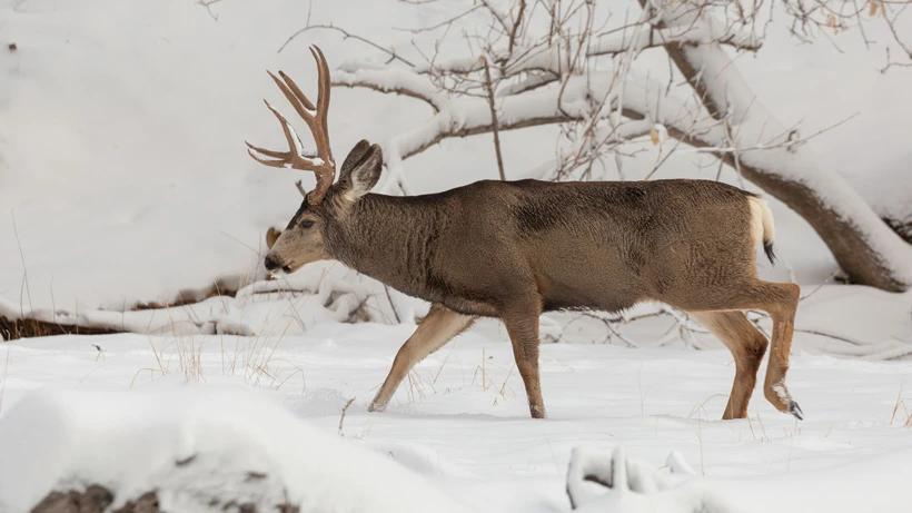 2022 Idaho nonresident regular deer tags have sold out!