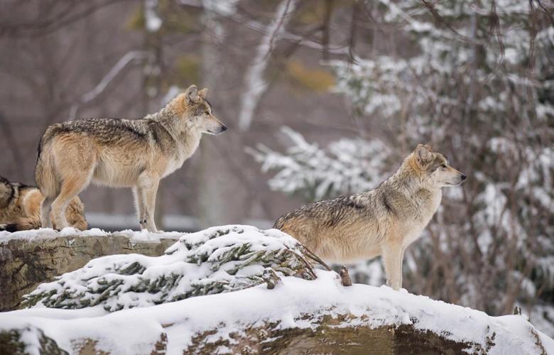 Pair of Mexican gray wolves 1