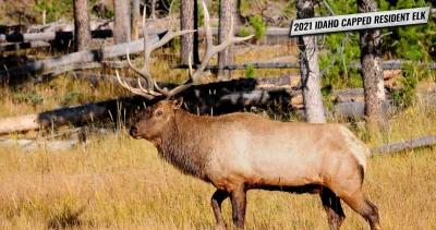 2021 idaho resident capped elk tags on sale soon 1