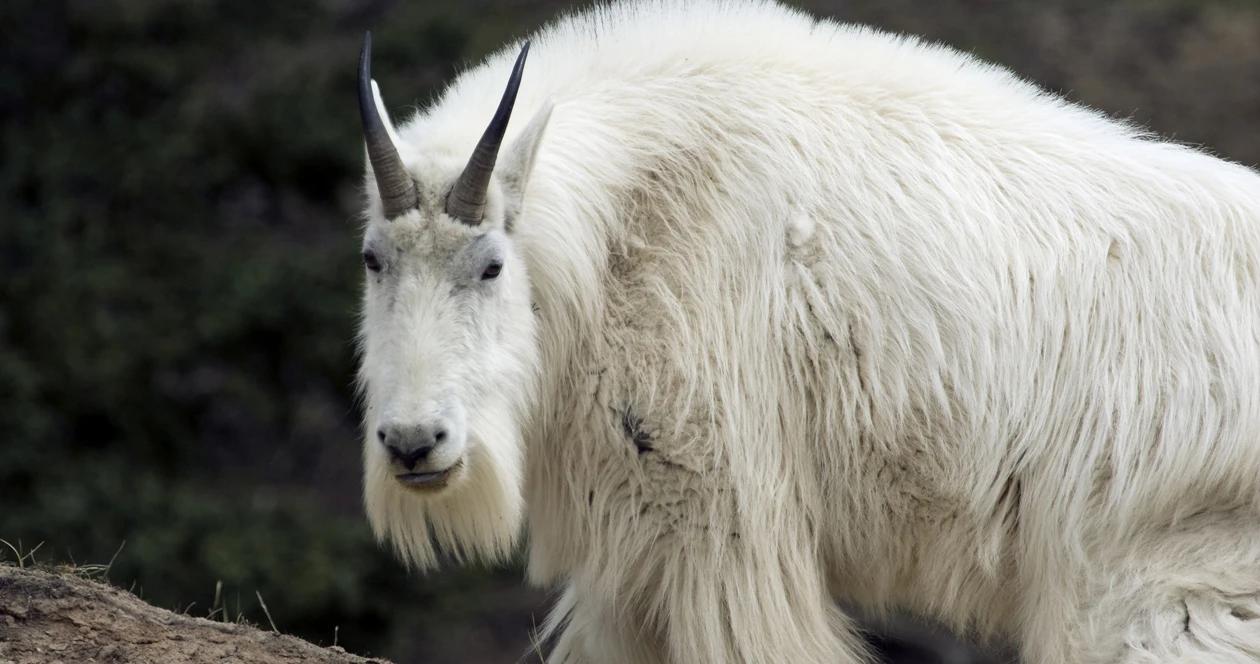 Wyoming moutain goat h1