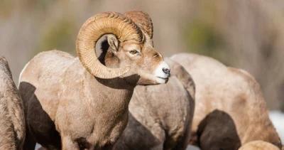 Montana bill to make bighorn sheep moose and mountain goat once in a lifetime licenses 1