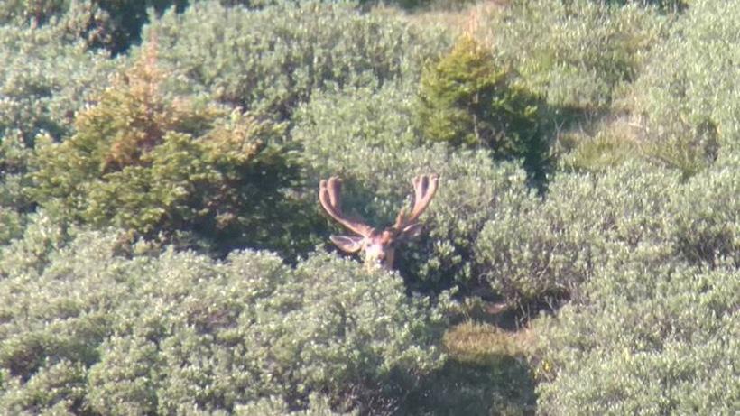 Kicker mule deer velvet buck in early july