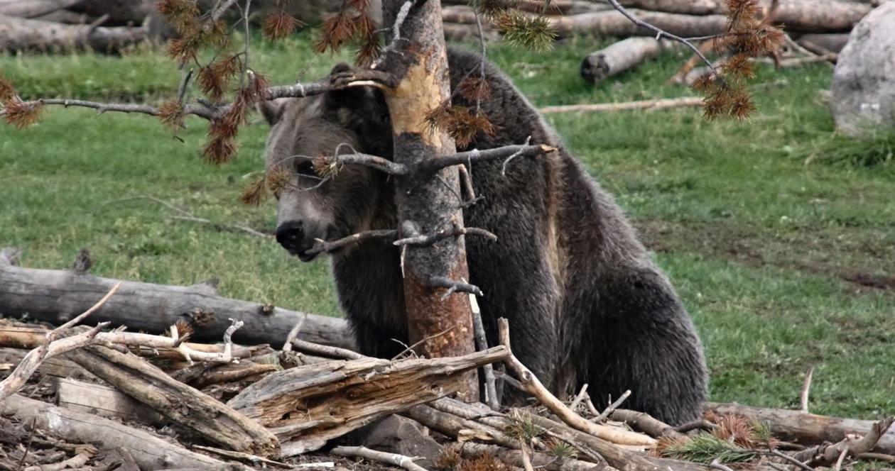 Washington grizzly bear h1_0