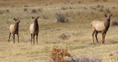 Montana cow elk extending season h1