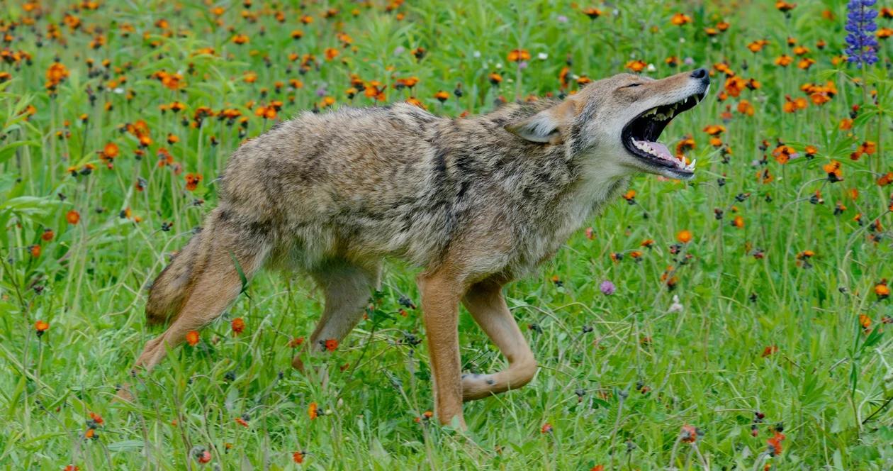News oregon bans coyote competitions h1
