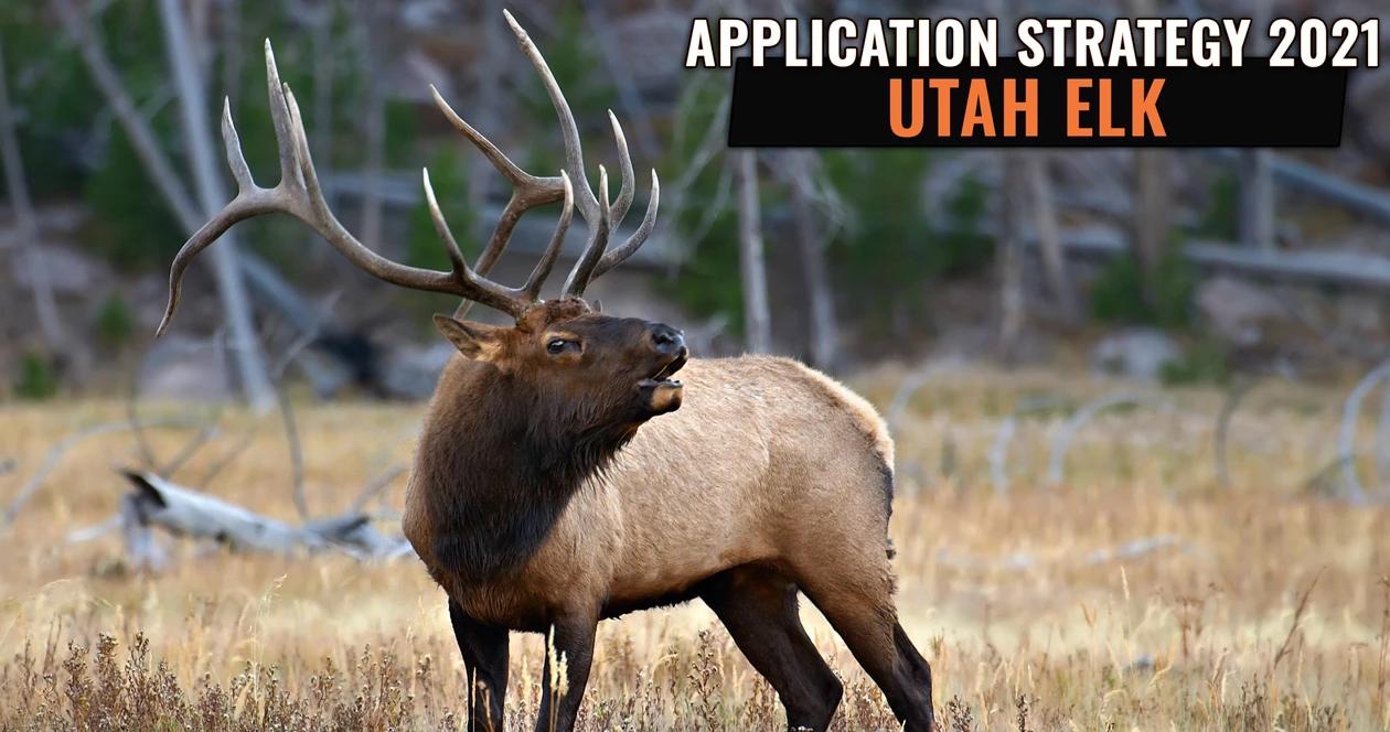 Utah elk application strategy 2021 h1