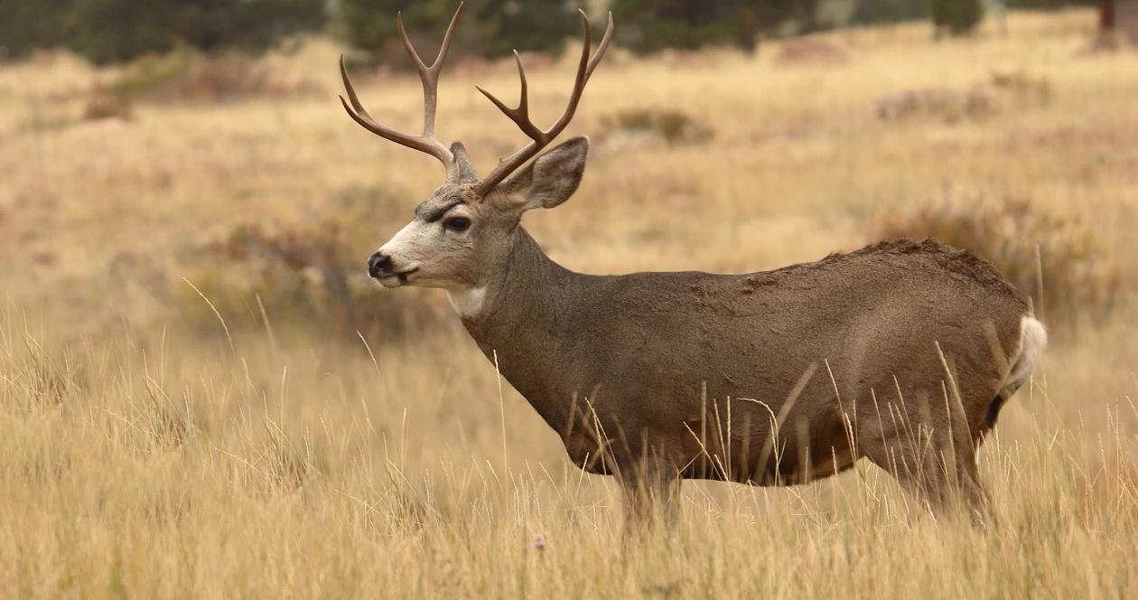 Wyoming mule deer cwd h1