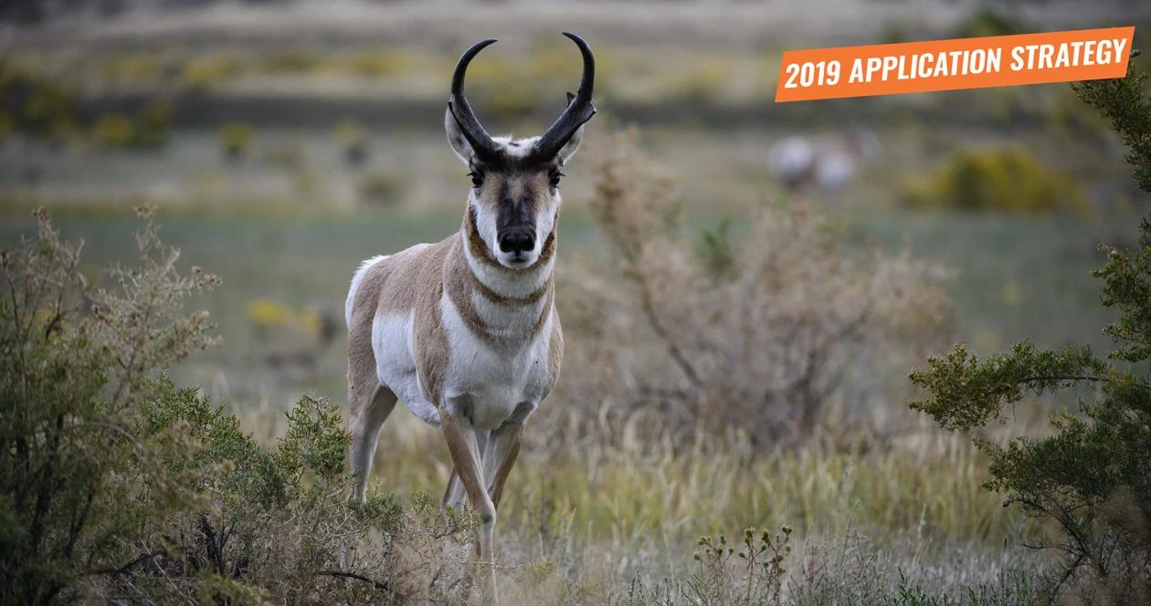 Idaho 2019 antelope app strategy h1