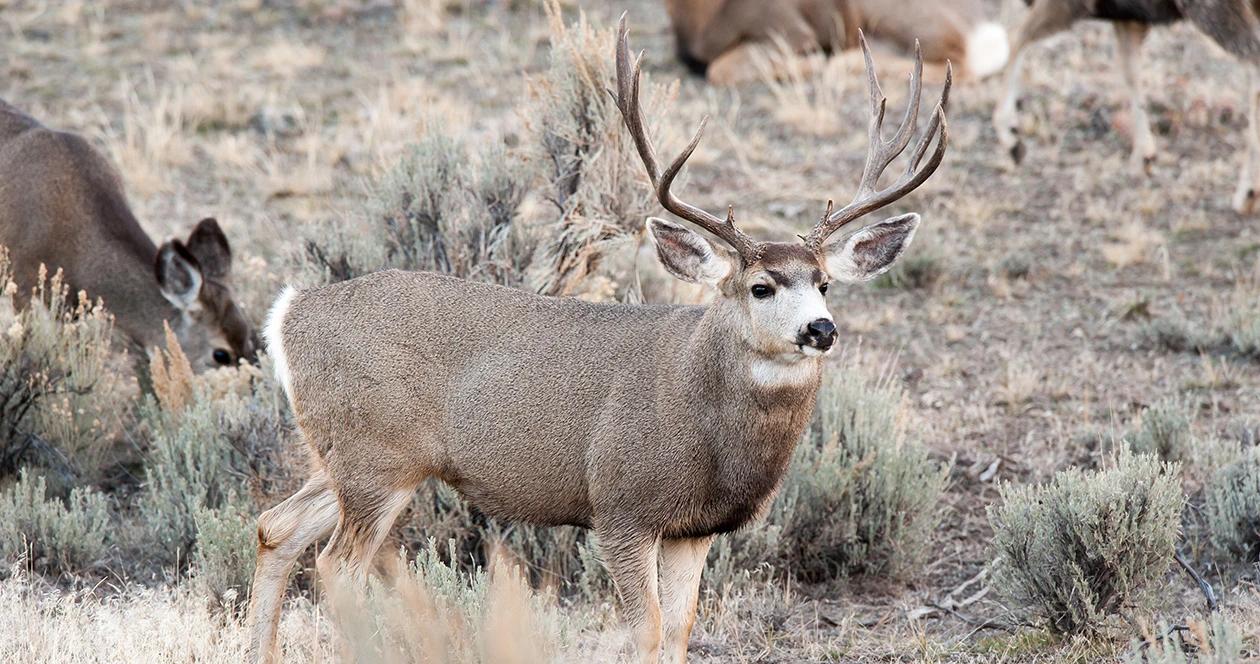 Az otc archery h1