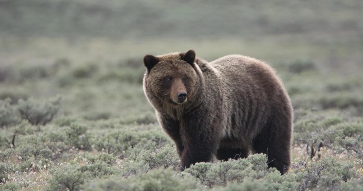 Friday news wyoming grizzly bears h1