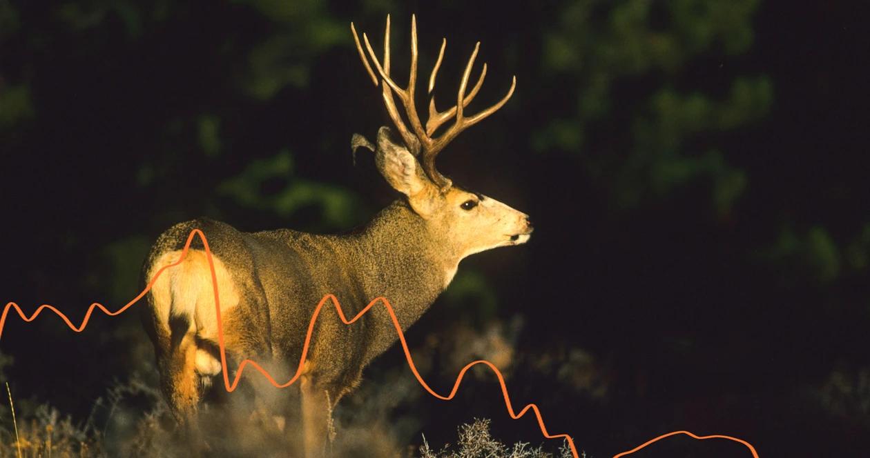 Mule deer buck with data 1