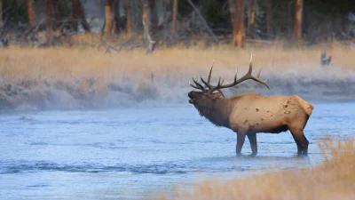 2024 Wyoming elk hunting application strategy article