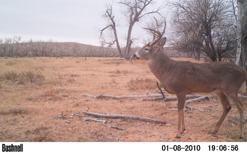2014 photo of building history with a buck on trail camera