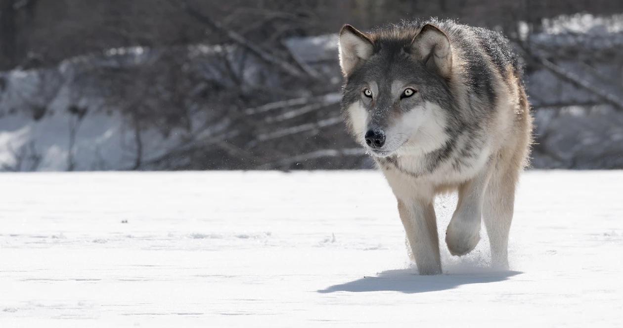 Colorado wolf reintroduction h1_1