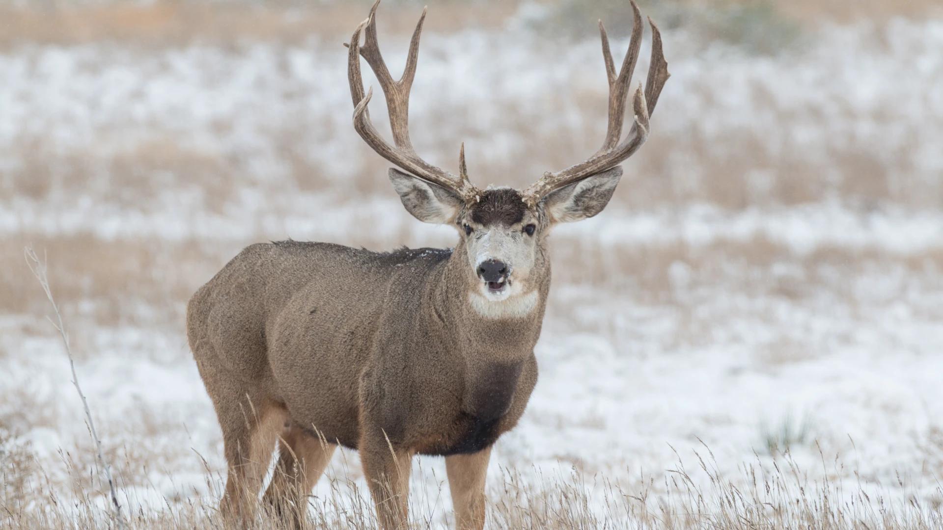 Wyoming range mule deer herd hit hardest by winter weather