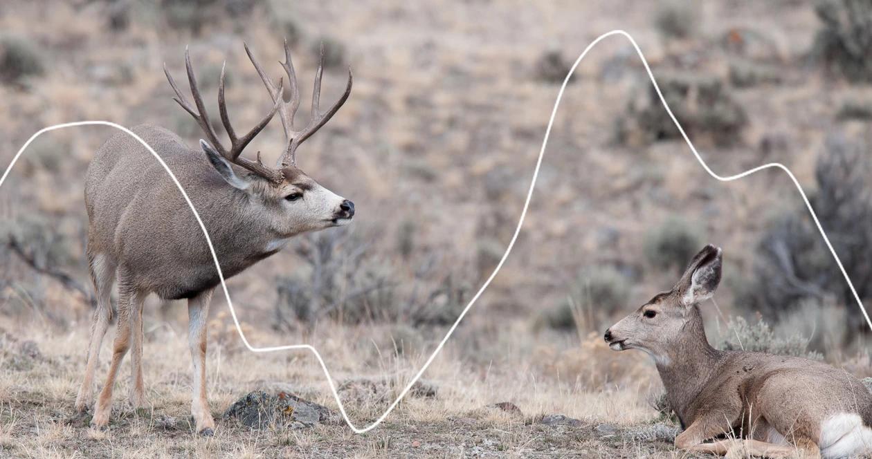 Montana mule deer population trends harvest info and more 1