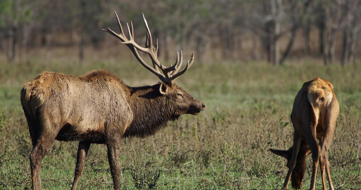 Wisconsin kentucky elk relocation h1