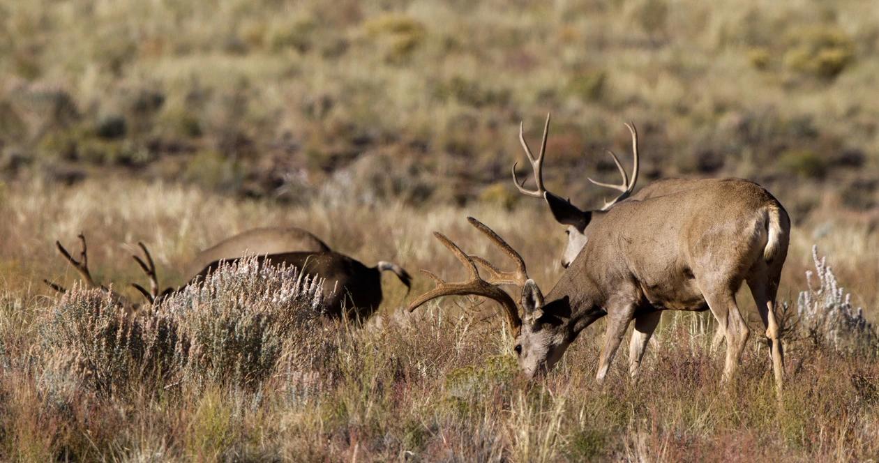 Montana cwd restrictions h1