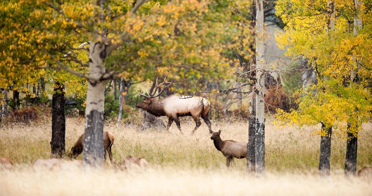 Yellowstone elk migration study h1