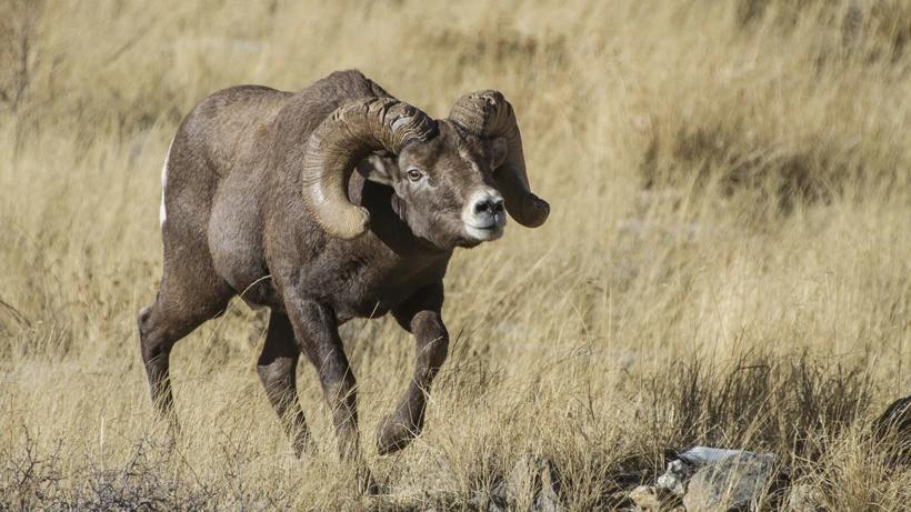 Wyoming worries over Whiskey Mountain bighorn sheep