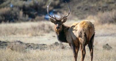 Montana elk management h1