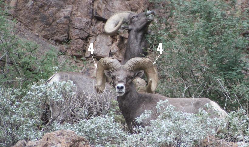Four year annuli ring on bighorn sheep ram front view
