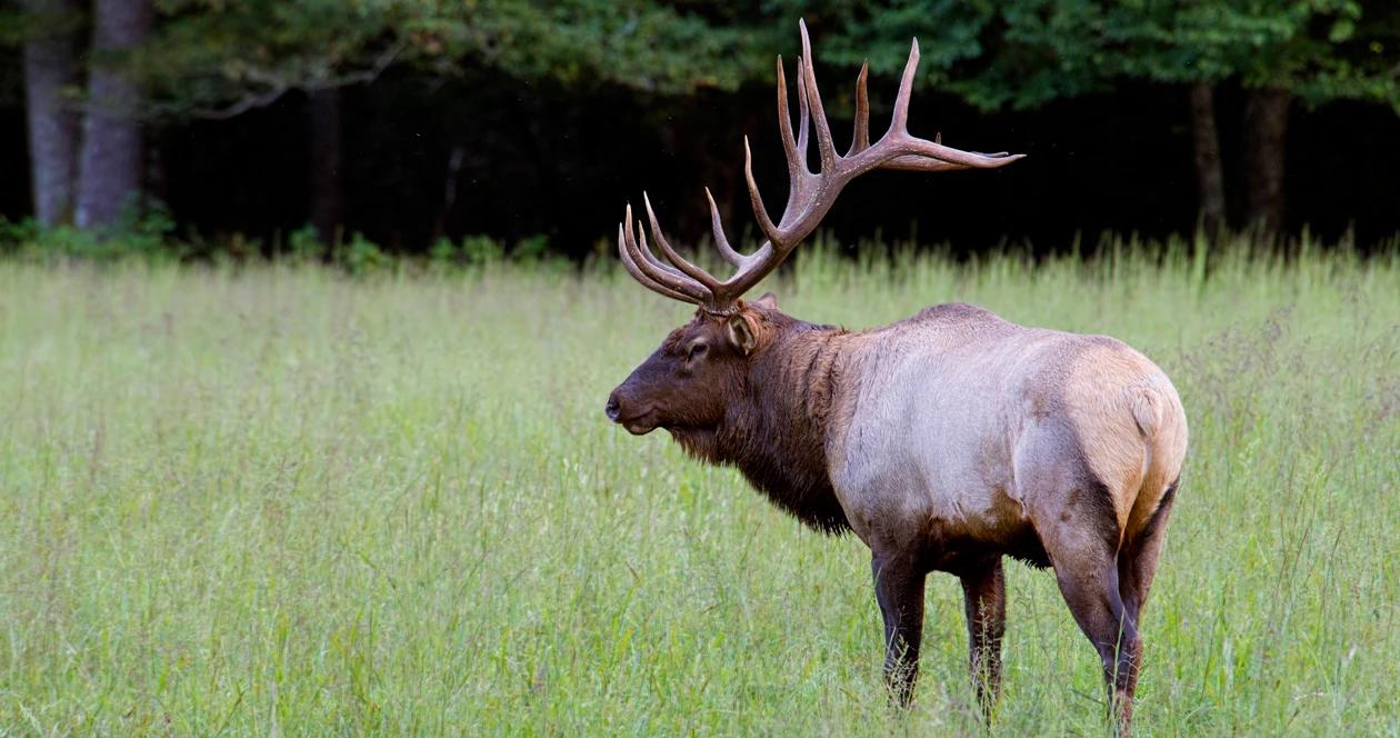 South dakota increased elk tag petition h1