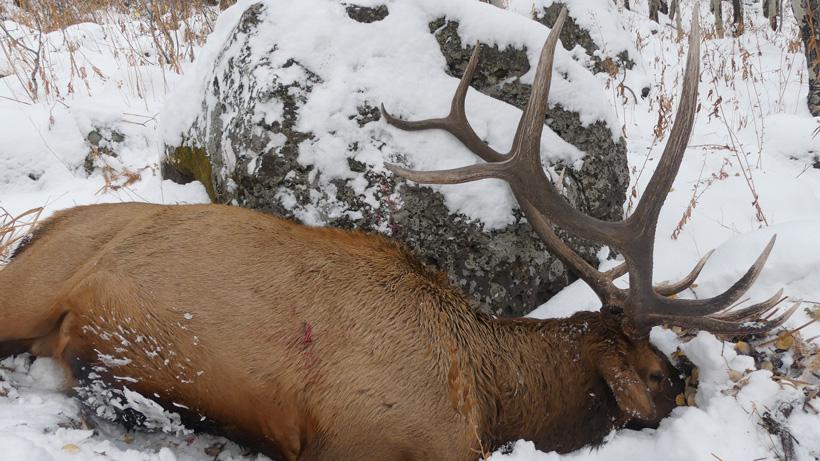 Existing Colorado OTC elk opportunities for 2020 - 3d
