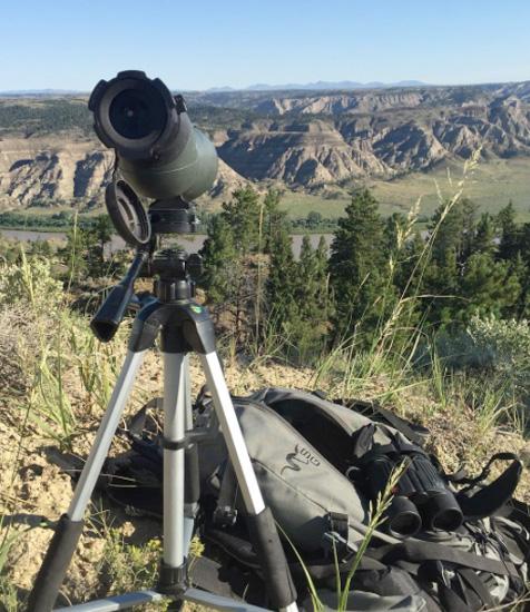 Glassing for montana bighorn sheep