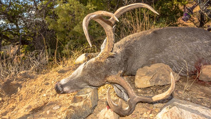Why you should consider a Coues deer hunt - 6