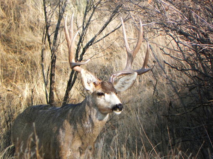 Large Colorado mule deer