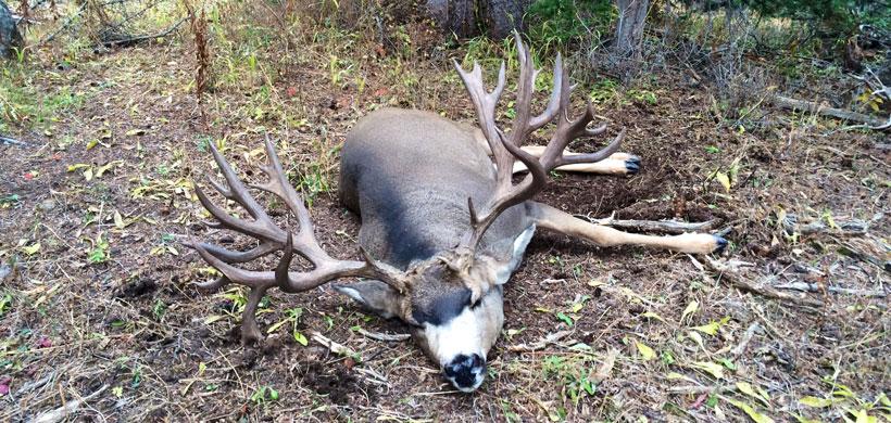 Brett ross colorado deer