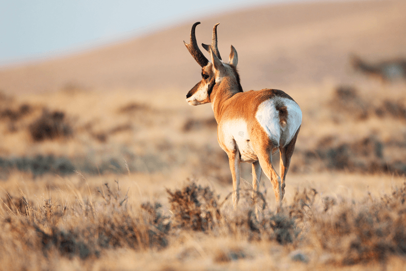 Solo antelope buck