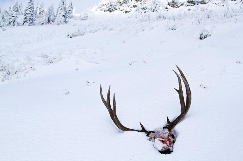 Mule deer rack in the snow