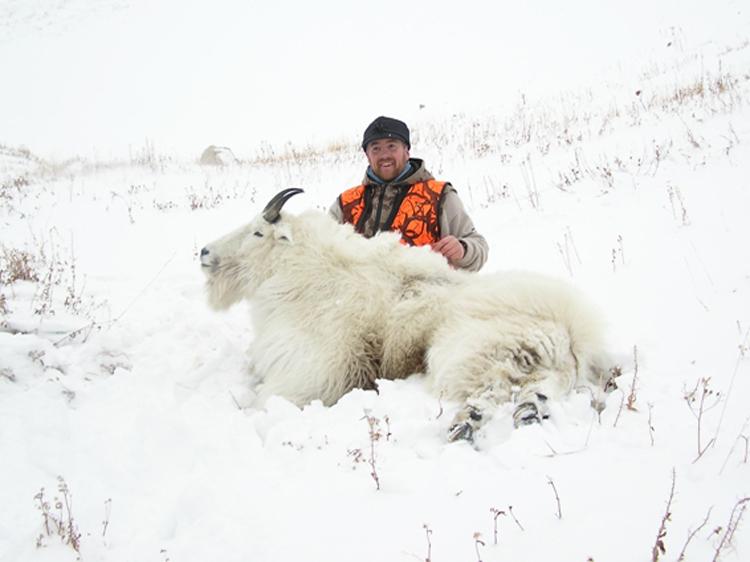 Montana mountain goat harvest
