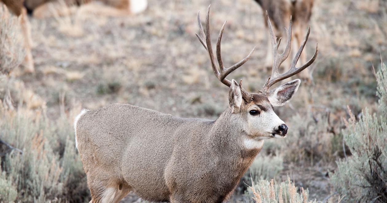 Hunter holds "Let a Deer Walk" raffle to help Wyoming deer