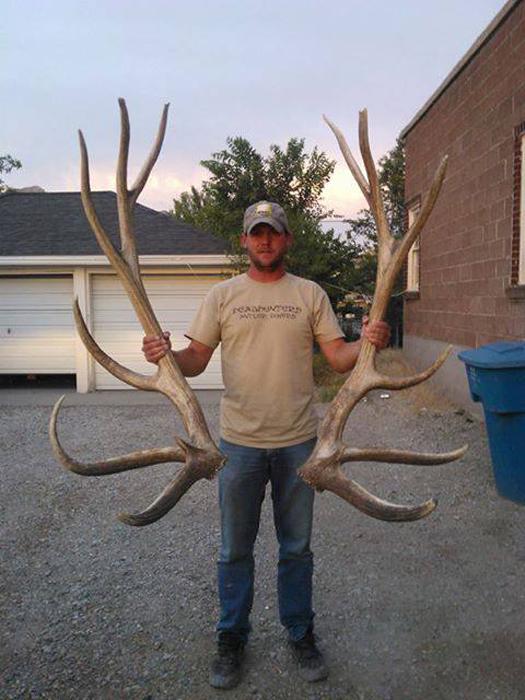 400 inch plus set of elk shed antlers