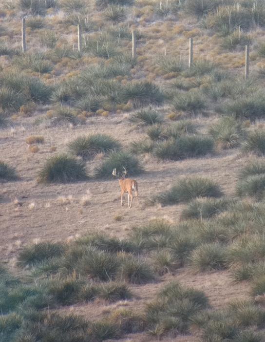 Open whitetail country