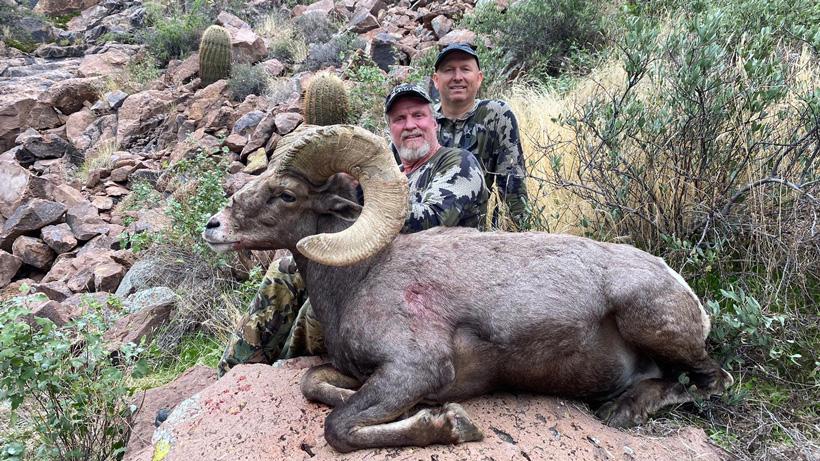 Kent mccleary bighorn sheep